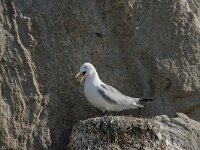 Rissa tridactyla 97, Drieteenmeeuw, Saxifraga-Willem van Kruijsbergen