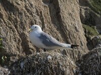 Rissa tridactyla 98, Drieteenmeeuw, Saxifraga-Willem van Kruijsbergen