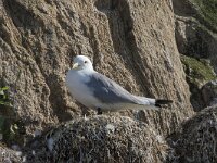 Rissa tridactyla 99, Drieteenmeeuw, Saxifraga-Willem van Kruijsbergen