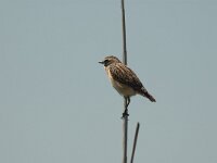 Saxicola rubetra 11, Paapje, Saxifraga-Bas Klaver