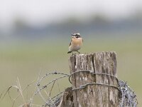 Saxicola rubetra 13, Paapje, Saxifraga-Mark Zekhuis.
