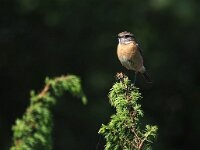 Saxicola rubetra 17, Paapje, Saxifraga-Hans Dekker