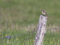 Saxicola rubetra 18, Paapje, Saxifraga-Mark Zekhuis