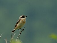 Saxicola rubetra 2, Paapje, Saxifraga-Jan van der Straaten