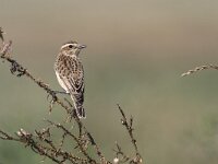 Paapje; Winchat; Saxicola rubetra  Paapje; Winchat; Saxicola rubetra : Hongarije, Kleine Hortogaby, Little Hortobagy, Paapje, Red list, Saxicola rubetra, Winchat, agrarisch landschap, bedreigd, bird, boerenland, hungary, plant, rode lijst, schaars, sitting, vogel, zittend
