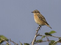 Saxicola rubetra 9, Paapje, Saxifraga-Mark Zekhuis