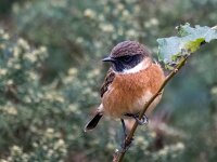 Saxicola rubicola 140, Roodborsttapuit, Saxifraga-Bart Vastenhouw