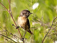 Saxicola rubicola 144, Roodborsttapuit, Saxifraga-Bart Vastenhouw