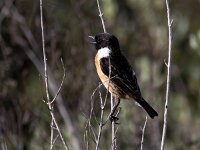 Saxicola rubicola 148, Roodborsttapuit, Saxifraga-Bart Vastenhouw