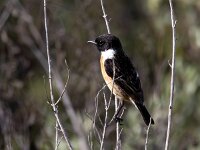 Saxicola rubicola 150, Roodborsttapuit, Saxifraga-Bart Vastenhouw