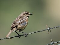 Saxicola rubicola 155, Roodborsttapuit, adult, female, Saxifraga-Theo Verstrael