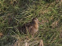 Scolopax rusticola 2, Houtsnip, Saxifraga-Martin Mollet