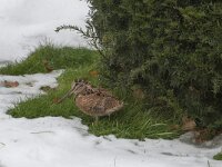 Scolopax rusticola 3, Houtsnip, Saxifraga-Feike de Keijzer