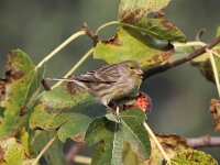 Serinus canaria 10, Kanarie, Saxifraga-Dirk Hilbers
