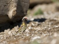 Serinus pusillus 3, Roodvoorhoofdkanarie, Saxifraga-Mark Zekhuis