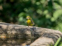 Serinus serinus 11, Europese kanarie, adult, male, Saxifraga-Theo Verstrael