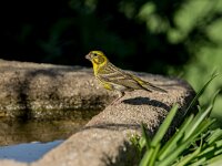 Serinus serinus 15 Europese kanarie, adult, male, Saxifraga-Theo Verstrael