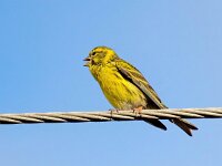 Serinus serinus 6, Europese kanarie, Saxifraga-Bart Vastenhouw