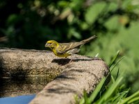 Serinus serinus 9, Europese kanarie, adult, male, Saxifraga-Theo Verstrael
