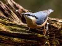 Sitta europaea 108, Boomklever, Saxifraga-Bart Vastenhouw
