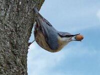 Boomklever met eikel var : Sitta europaea, Eurasian Nuthatch, Boomklever