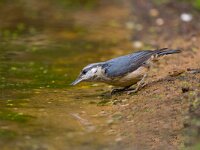 boomklever  boomklever in de haspel : Sitta europaea