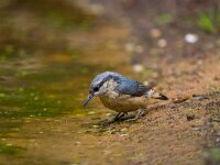 boomklever  boomklever in de haspel : Sitta europaea