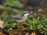 Sitta europaea 2, Boomklever, Saxifraga-Martin Mollet