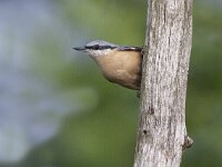 Sitta europaea 20, Boomklever, Saxifraga-Mark Zekhuis