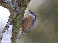 Boomklever, Wood Nuthatch, Sitta europaea  Boomklever in een eikenbos op het Buursezand. Wood Nuthatch, Sitta europaea  Het Buurserzand is aangewezen als Natura 2000-gebied in het kader van de Natuurbeschermingswet. : Nederland, Natura 2000-gebied, Overijssel, Buurse, orange, nature area, bird, oranje, Sitta europaea, Haaksbergen, Vogelrichtlijn, The Netherlands, winter, Natura 2000, kou, black, zwart, december, freezing, Special Protected Area, natuur, Buurserzand, koude, blue grey, blauwgrijs, Boomklever, Habitatrichtijn, Natuurmonumenten, sneeuw, cold, vogel, Wood Nuthatch, natuurgebied, beschermd, nature reserve, snow, protected, nature