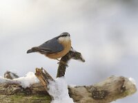 Boomklever, Wood Nuthatch, Sitta europaea  Boomklever in een eikenbos op het Buursezand. Wood Nuthatch, Sitta europaea  Het Buurserzand is aangewezen als Natura 2000-gebied in het kader van de Natuurbeschermingswet. : snow, Natura 2000-gebied, blauwgrijs, protected, freezing, Natura 2000, sneeuw, blue grey, winter, Overijssel, december, koude, Natuurmonumenten, Sitta europaea, Vogelrichtlijn, oranje, vogel, natuurgebied, Haaksbergen, black, The Netherlands, nature reserve, bird, nature area, Habitatrichtijn, beschermd, natuur, kou, zwart, Wood Nuthatch, Buurse, orange, Boomklever, Buurserzand, Nederland, nature, Special Protected Area, cold