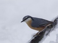Sitta europaea 27, Boomklever, Saxifraga-Luc Hoogenstein  Het Buurserzand is aangewezen als Natura 2000-gebied in het kader van de Natuurbeschermingswet. : protected, beschermd, nature reserve, Natura 2000-gebied, snow, Buurserzand, Natuurmonumenten, Vogelrichtlijn, kou, freezing, Overijssel, nature area, Natura 2000, Buurse, natuurgebied, sneeuw, Special Protected Area, december, cold, The Netherlands, winter, Habitatrichtijn, Nederland, Haaksbergen, koude