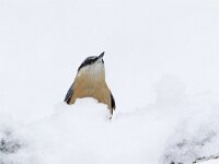 Boomklever, Wood Nuthatch, Sitta europaea  Boomklever in een eikenbos op het Buursezand. Wood Nuthatch, Sitta europaea  Het Buurserzand is aangewezen als Natura 2000-gebied in het kader van de Natuurbeschermingswet. : koude, cold, nature area, oranje, kou, nature, snow, freezing, bird, sneeuw, december, natuur, orange, beschermd, Buurse, Sitta europaea, nature reserve, Natura 2000-gebied, Nederland, Habitatrichtijn, Boomklever, blauwgrijs, Haaksbergen, Natuurmonumenten, Natura 2000, vogel, Wood Nuthatch, zwart, black, natuurgebied, The Netherlands, winter, blue grey, Special Protected Area, Vogelrichtlijn, protected, Buurserzand, Overijssel