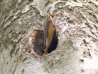 Sitta europaea 3, Boomklever, Saxifraga-Mark Zekhuis