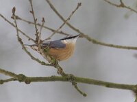 Sitta europaea 30, Boomklever, Saxifraga-Luc Hoogenstein  Het Buurserzand is aangewezen als Natura 2000-gebied in het kader van de Natuurbeschermingswet. : kou, Natura 2000-gebied, Haaksbergen, Vogelrichtlijn, Natura 2000, snow, freezing, koude, Buurserzand, winter, december, The Netherlands, Natuurmonumenten, Buurse, beschermd, nature area, sneeuw, Habitatrichtijn, Overijssel, Nederland, cold, natuurgebied, protected, Special Protected Area, nature reserve
