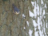 Boomklever, Wood Nuthatch, Sitta europaea  Boomklever in een eikenbos op het Buursezand. Wood Nuthatch, Sitta europaea  Het Buurserzand is aangewezen als Natura 2000-gebied in het kader van de Natuurbeschermingswet. : winter, december, beschermd, black, Boomklever, bird, natuurgebied, Wood Nuthatch, blue grey, Sitta europaea, zwart, cold, nature area, protected, natuur, nature, snow, nature reserve, sneeuw, Habitatrichtijn, Haaksbergen, Natura 2000-gebied, Overijssel, orange, koude, Natura 2000, blauwgrijs, oranje, Nederland, The Netherlands, Vogelrichtlijn, kou, freezing, Special Protected Area, Buurse, Buurserzand, Natuurmonumenten, vogel