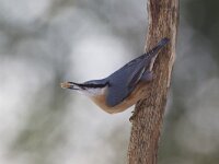 Sitta europaea 34, Boomklever, Saxifraga-Luc Hoogenstein  Het Buurserzand is aangewezen als Natura 2000-gebied in het kader van de Natuurbeschermingswet. : Natura 2000, kou, The Netherlands, Special Protected Area, freezing, natuurgebied, Buurse, december, koude, nature area, Overijssel, cold, sneeuw, snow, Natura 2000-gebied, Vogelrichtlijn, winter, beschermd, Habitatrichtijn, Haaksbergen, Nederland, Buurserzand, nature reserve, protected, Natuurmonumenten