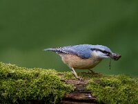 Boomklever  Boomklever te Garderen : Sitta europaea