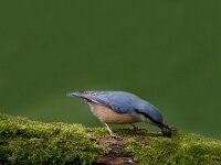 Boomklever  Boomklever te Garderen : Sitta europaea