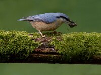 Boomklever  Boomklever te Garderen : Sitta europaea