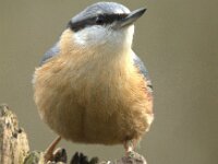 Sitta europaea 46, Boomklever, Saxifraga-Theo Verstrael