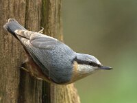 Sitta europaea 47, Boomklever, Saxifraga-Theo Verstrael