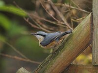 Sitta europaea 5, Boomklever, Saxifraga-Martin Mollet