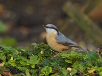 Sitta europaea 9, Boomklever, Saxifraga-Martin Mollet