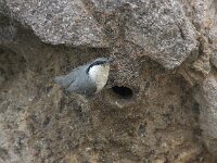 Sitta neumayer 10, Rotsklever, Saxifraga-Piet Munsterman