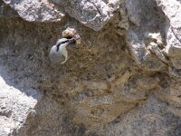 Sitta neumayer 12, Rotsklever, Saxifraga-Mark Zekhuis