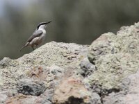 Sitta neumayer 13, Rotsklever, Saxifraga-Mark Zekhuis