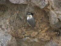 Sitta neumayer 3, Rotsklever, Saxifraga-Piet Munsterman