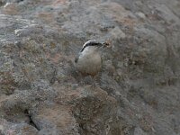 Sitta neumayer 5, Rotsklever, Saxifraga-Piet Munsterman