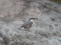 Sitta neumayer 8, Rotsklever, Saxifraga-Piet Munsterman